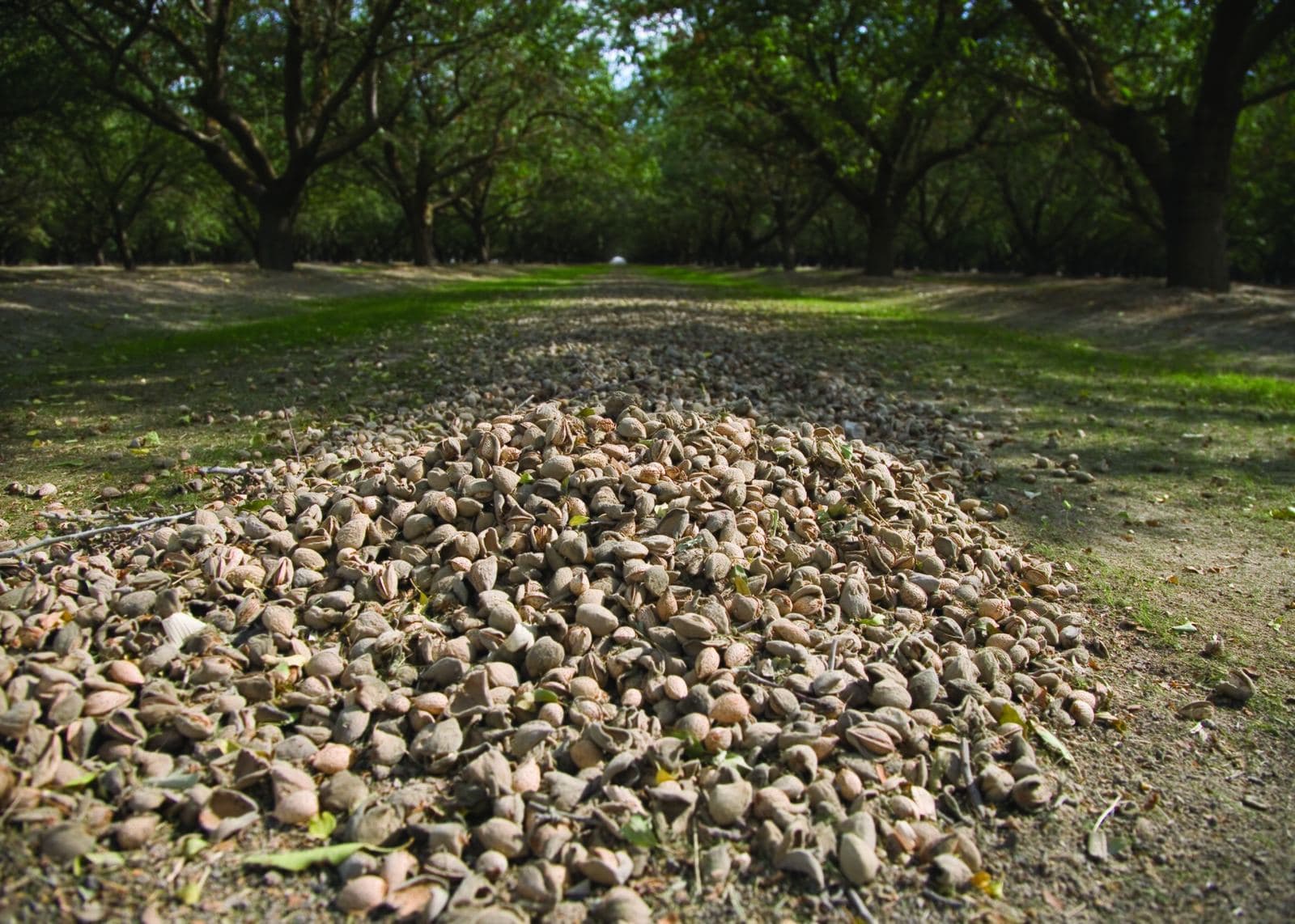 A California almond orchard at golden hour